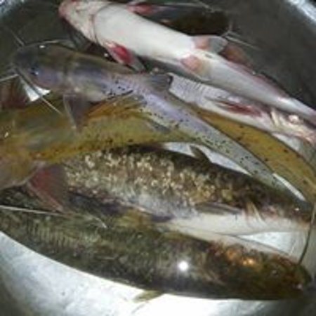 Cá quất: loài cá nước ngọt quý hiếm và giá trị kinh tế