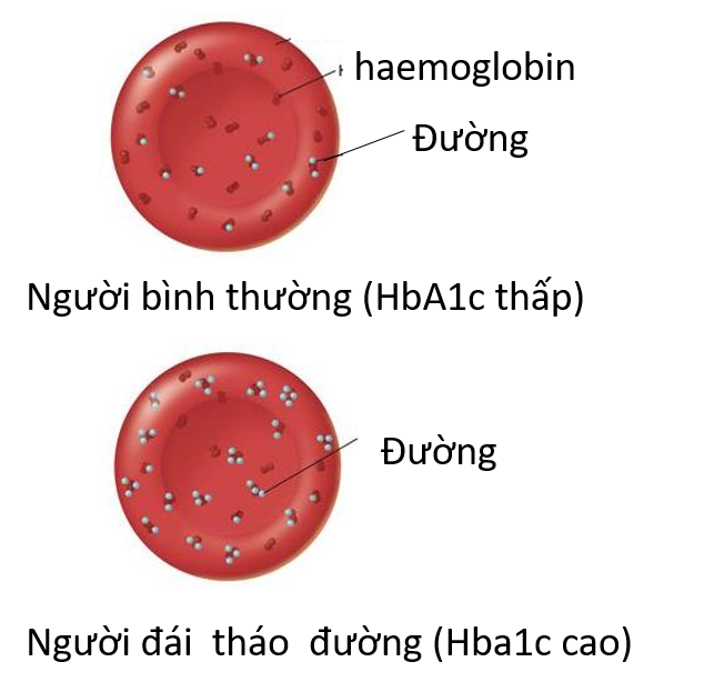 Hba1c có ý nghĩa gì? giải thích chi tiết về chỉ số hba1c trong sức khỏe