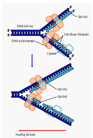 Quá trình tái bản dna có ý nghĩa gì